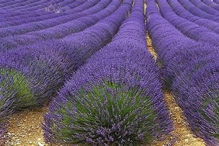 尿素可以混水施肥吗？因为尿素为稞粒,加水溶解淋菜可以吗？