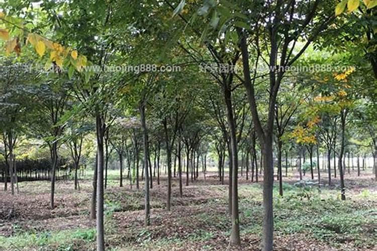 兰花为什么不开花？