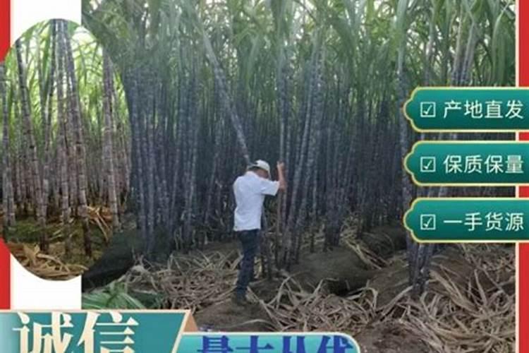 水稻打农药什么时间最好？