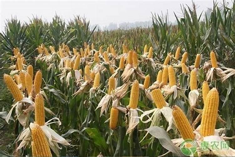 玉米什么时候追施肥最好