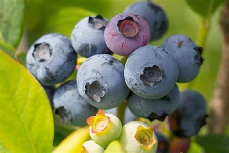 月季花应该施什么肥