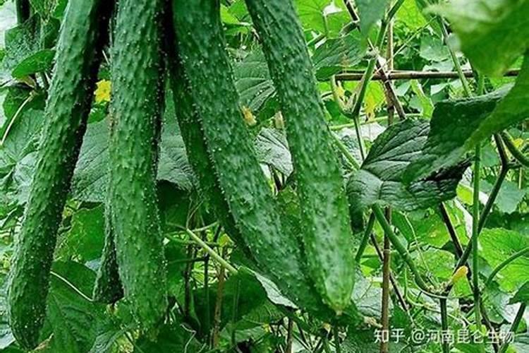 兰花一般什么时间浇水 兰花一般多久浇水