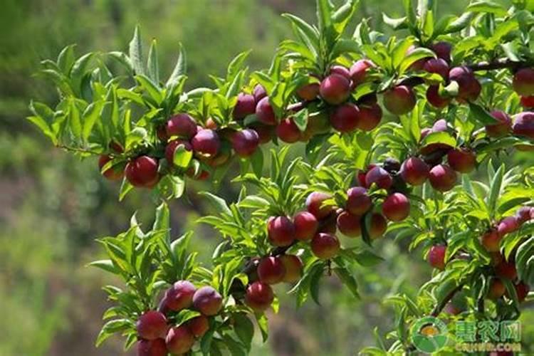 春季李子开花前后的施肥技术