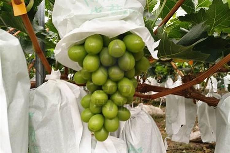 该怎么在露地种植油麦菜呢？