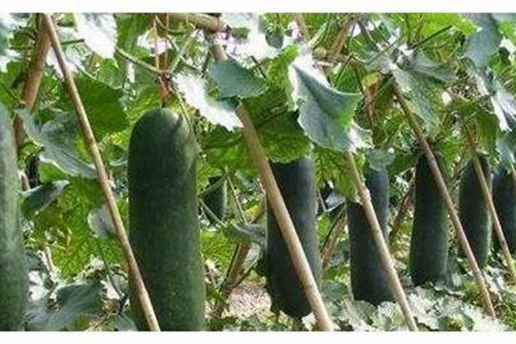 硝酸钾在作物上的使用方法用量及注意事项