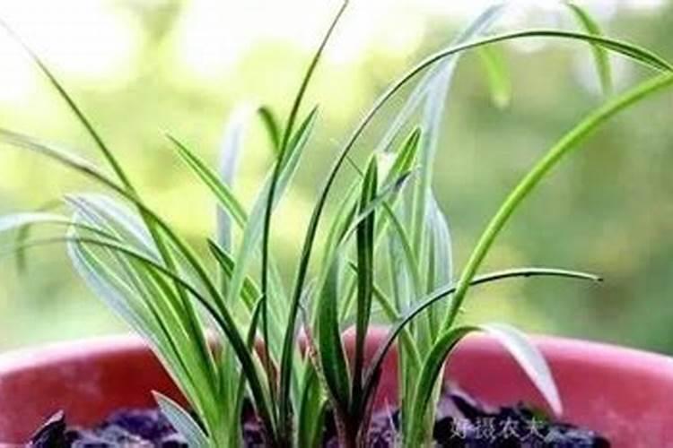 陕西农业有机肥公司有哪些