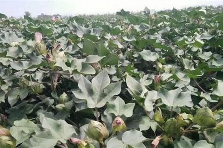 棉花后期需要什么肥料