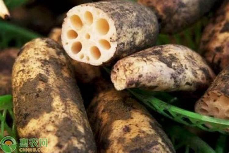 如何给花施肥不会烧根？