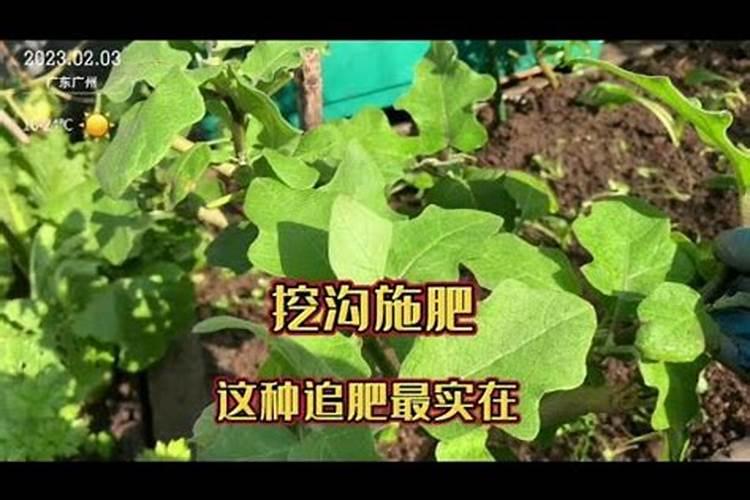 蔬菜瓜果挂果期施什么肥
