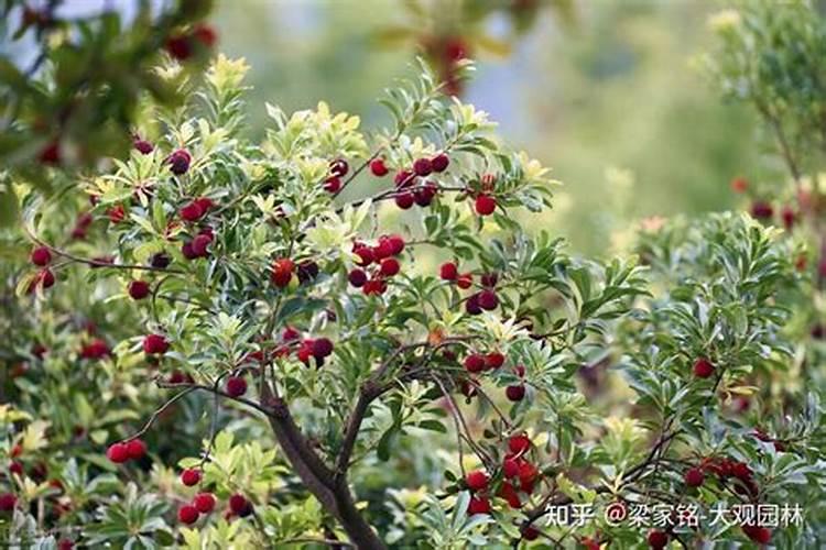 杨梅树怎么防治虫,东槐杨梅肉葱病的防治？