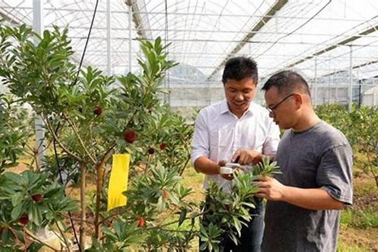 杨梅树怎么防治虫,东槐杨梅肉葱病的防治？