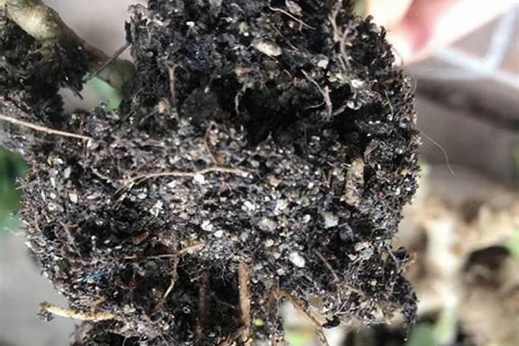 长寿花施肥方法,施肥过多的症状