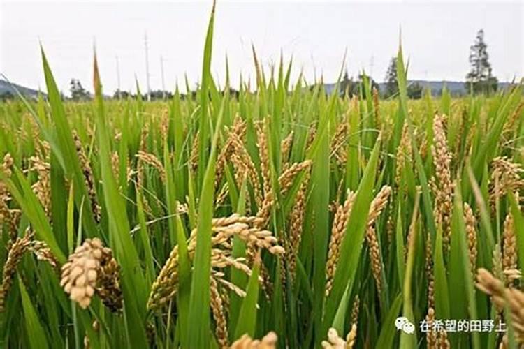 洋葱根腐随水冲施有啥特效药？一次效果确定的？