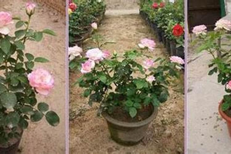 现在种桔子要打多少农药啊？还能用桔子皮泡水喝吗？