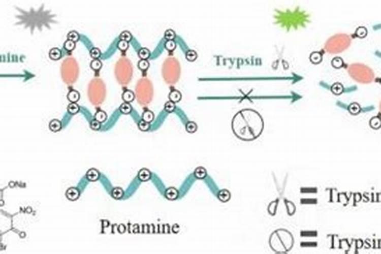鱼精是鱼的哪个部位 鱼精在鱼的哪个部位
