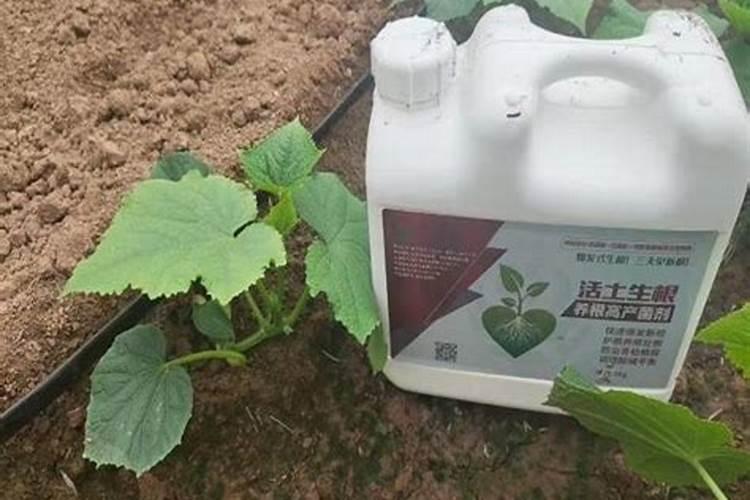 铁皮石斛用什么肥料好