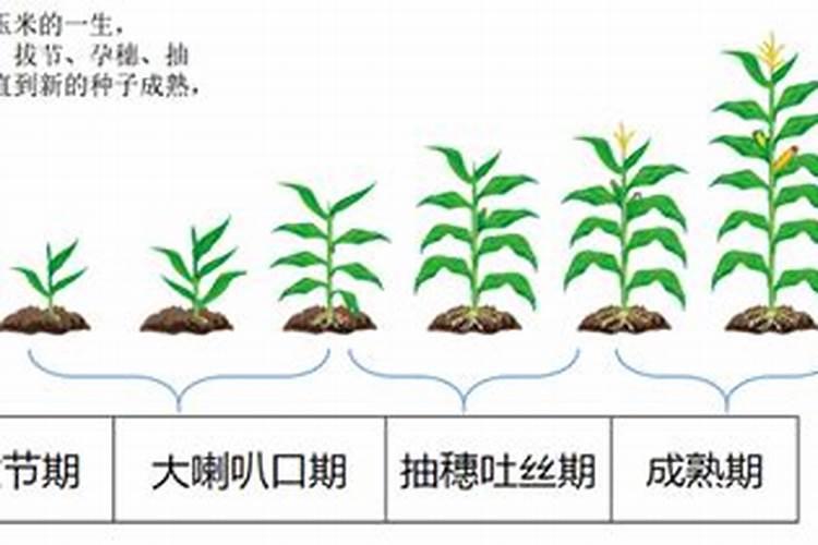夏季绿化多久施肥