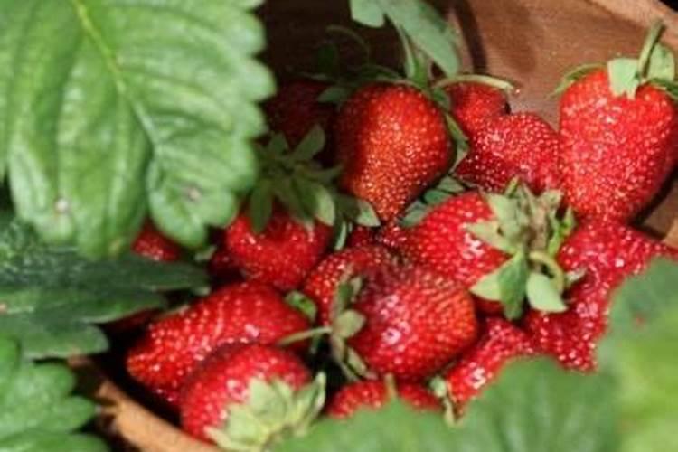 下山桩用多菌灵还是高锰酸钾