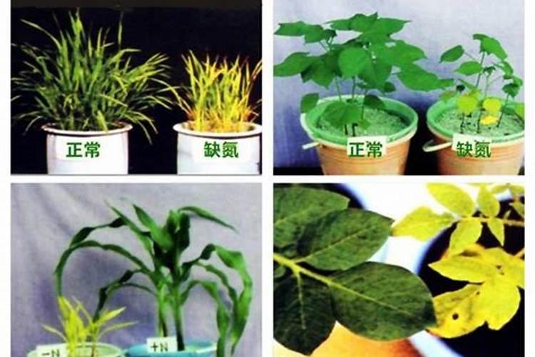 种植豆科植物为什么不需要施用氮肥？