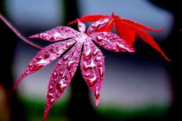 成长果树用什么钾肥