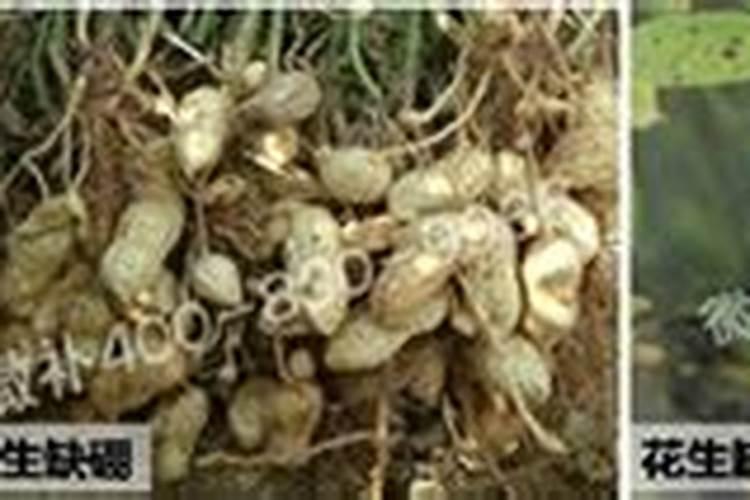 为什么花生巧施钙肥可高产？
