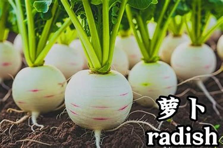萝卜需要什么肥料