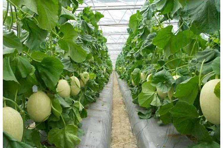 甜瓜果肉腐烂的原因及防治方法甜瓜的种植方法