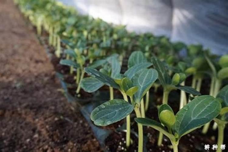 大棚甜瓜水肥管理技术