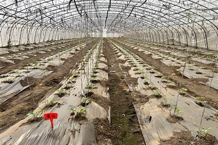 甜瓜打叶面肥的时期和叶面肥的选择有什么要点？