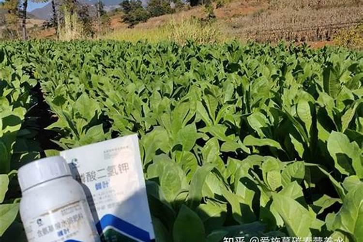 莴笋喷磷酸二氢钾叶面肥有什么效果