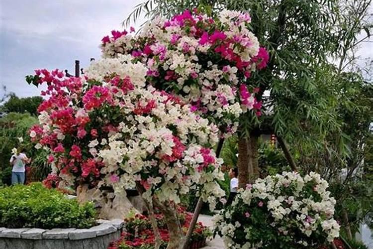 青瓜的种植方法及管理