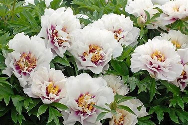 硝酸铵钙可以冲施黄瓜吗