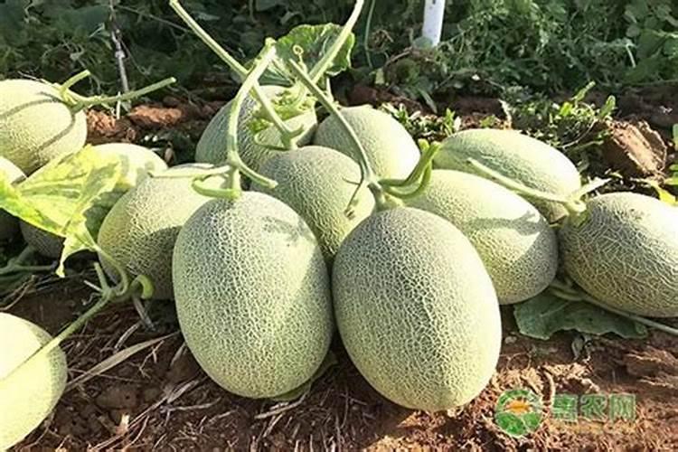 多肉植物能喷磷钾肥吗