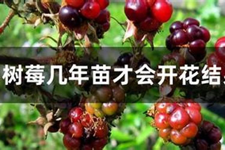 增产胺能否与芸苔素混合