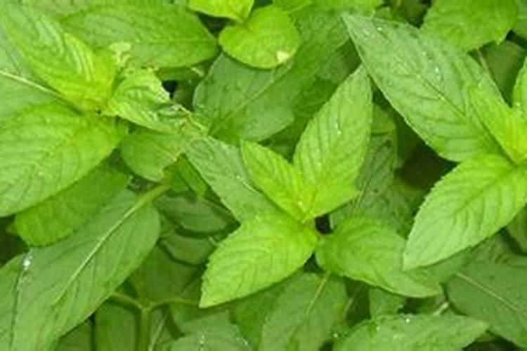 枣树啥时候打药枣才不生虫子