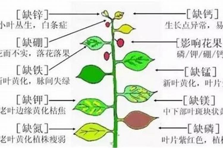 果树嫁接怎么嫁