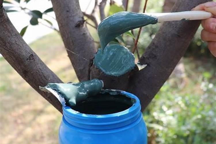 香泡树上嫁接柚子树什么季节最好？