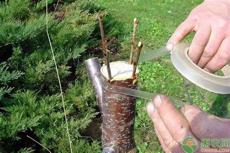 嫁接果树几月份最好？