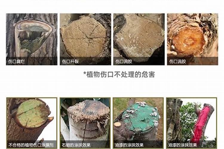 苹果快速育苗注意要点,苹果需要怎么施肥