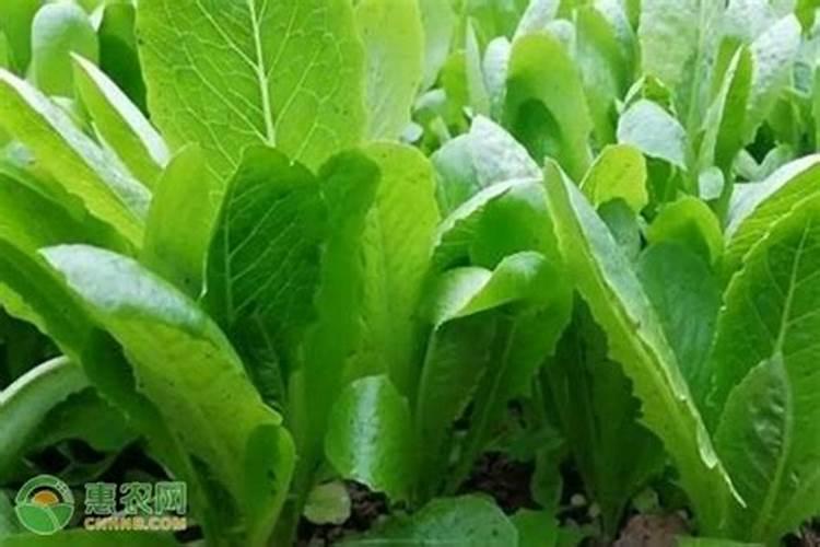 桃树什么时候施肥效果好,桃树施肥最佳时间