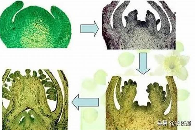 氨基酸对化学肥料有哪些增效作用 ？