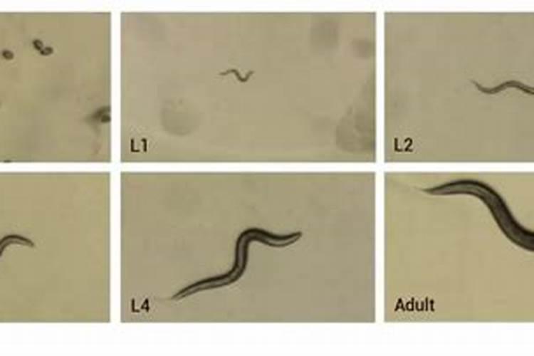 西葫芦瓜一叶一心喷磷酸二氢钾正常用量的两倍会不会有影响？