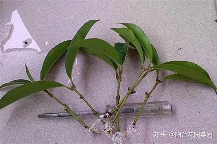 圆椒种植有什么技巧？