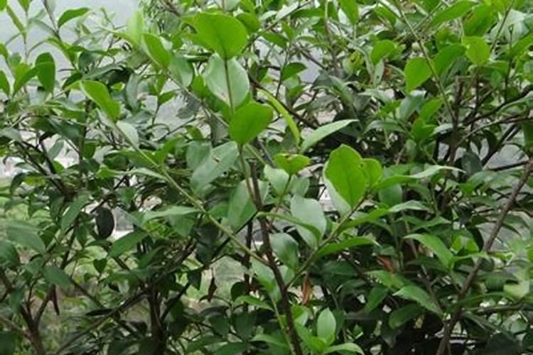 油茶树用什么肥料比较好