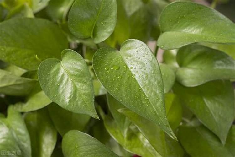 东北中药材山芋头死叶是什么病害
