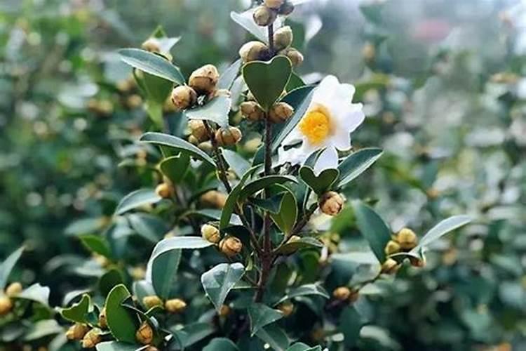 中量元素肥料有哪几种