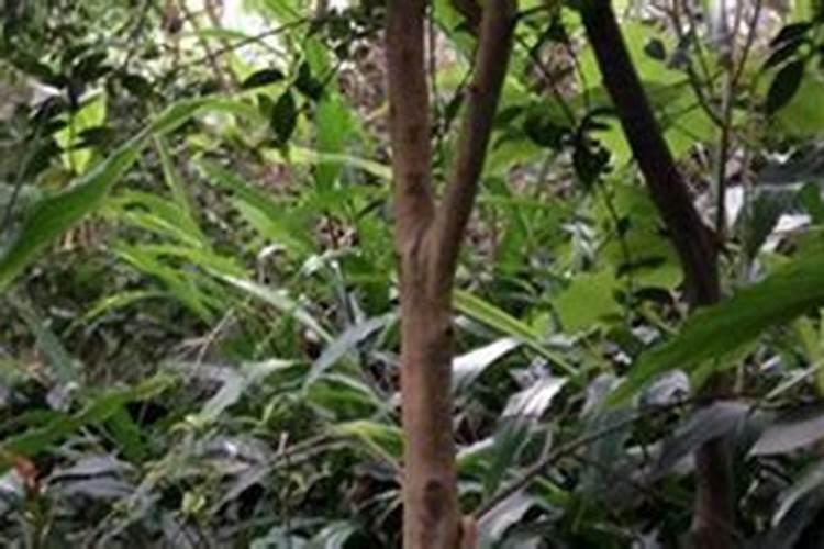 油茶肥什么时候施肥