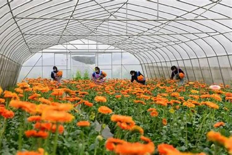 兰花不开花用什么肥料