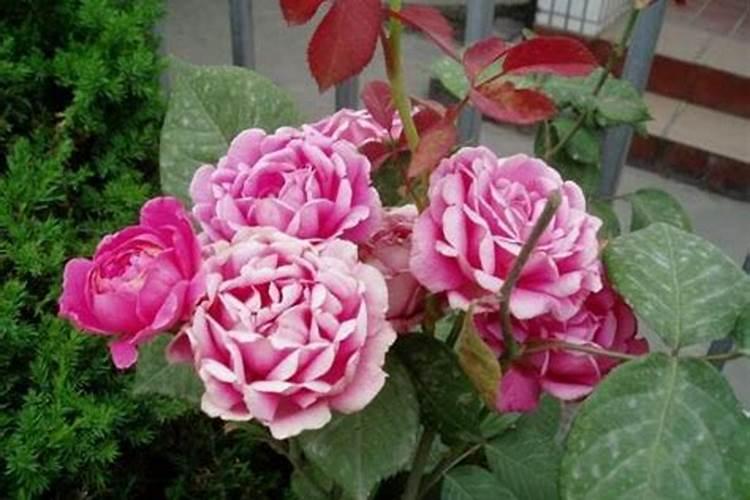 月季春天发芽后管理是什么？