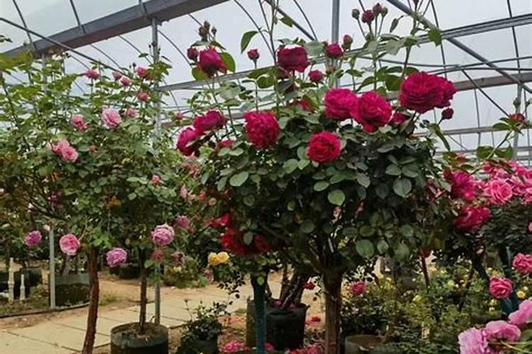 盆栽月季花要施什么肥,一般什么时候施肥？